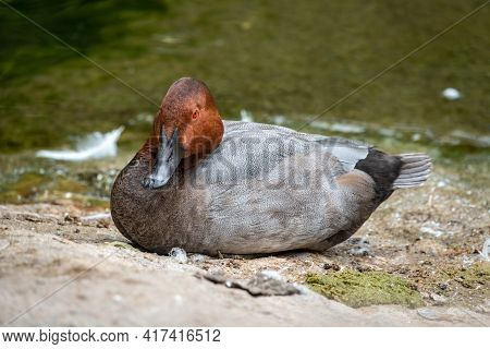 Beautiful Duck With Orange Head, Common Pochard Male, Aythya Ferina, Sits On The Pond Shore. The Com