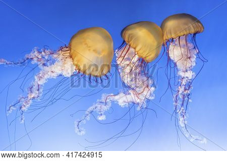 Orange Jellyfish (chrysaora Fuscescens Or Pacific Sea Nettle) In Blue Ocean Water