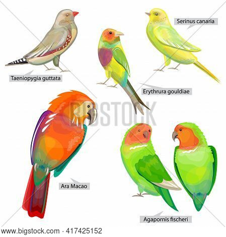 Set With Different Birds That Can Be Used For Living In Cages. Real Latin Titles. Illustration For B