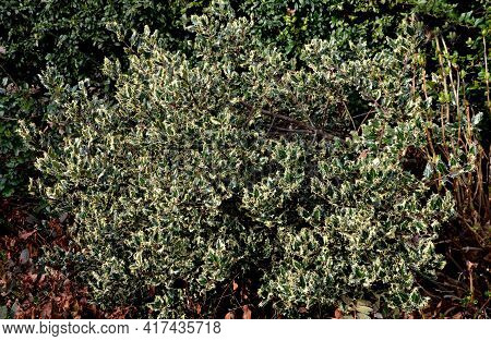 The Variegated Holly Is A Very Striking Decoration Of Every Garden. Its Sharply Serrated Leaves Are 