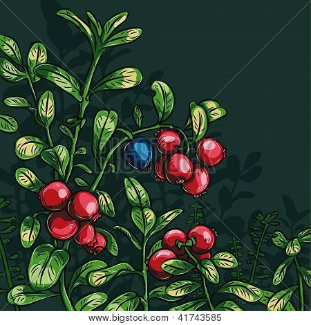 Bush brusinkovou