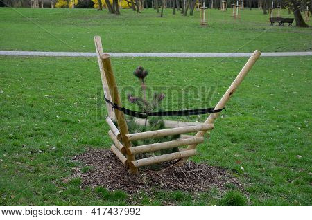 A Special Type Of Fixing Newly Planted Trees In The Park. Conifers Have Trunks Tied To Four Poles Fo