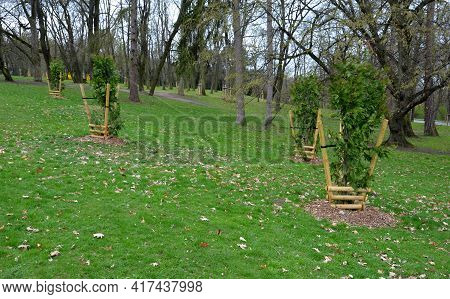 A Special Type Of Fixing Newly Planted Trees In The Park. Conifers Have Trunks Tied To Four Poles Fo