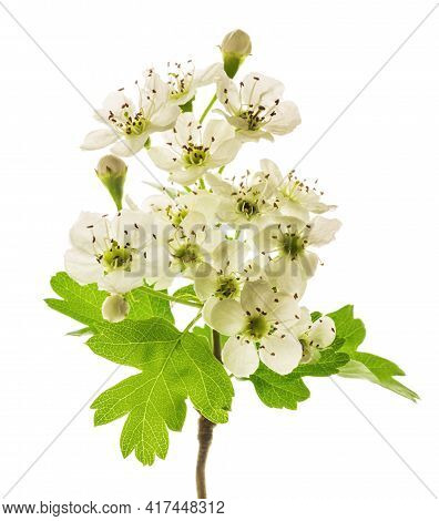 Hawthorn  Flowers Isolated On A  White Background
