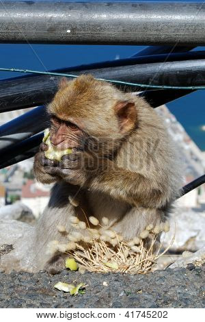Barbary ape spise et æble, Gibraltar.