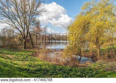 Weeping Willow At The Edge Of The Water Of A Small Dutch Lake On A Sunny Day In The Beginning Of The