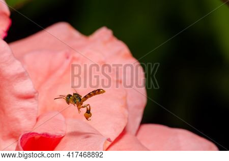 Small Brazilian Bee Called Jatai That Has No Stinger Flying Over A Rose. Selective Focus.