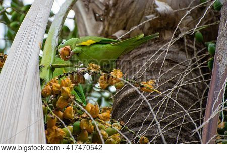 Maritaca Bird From Brazil, Beautiful Bird In Brazil Feeding On Coconut, Selective Focus.