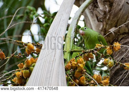 Maritaca Bird From Brazil, Beautiful Bird In Brazil Feeding On Coconut, Selective Focus.