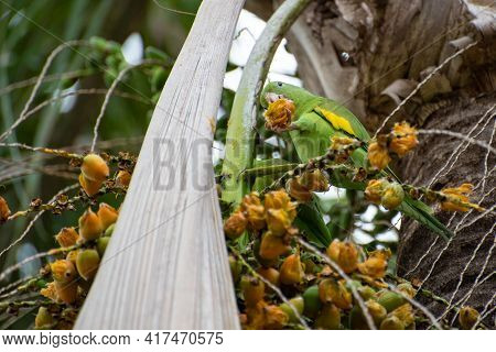 Maritaca Bird From Brazil, Beautiful Bird In Brazil Feeding On Coconut, Selective Focus.
