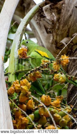 Maritaca Bird From Brazil, Beautiful Bird In Brazil Feeding On Coconut, Selective Focus.