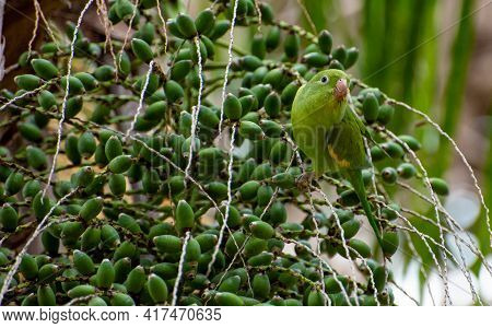 Maritaca Bird From Brazil, Beautiful Bird In Brazil Feeding On Coconut, Selective Focus.