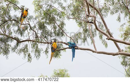 Macaws, Beautiful Birds From Brazil Called Arara In Their Natural Habitat, Selective Focus.