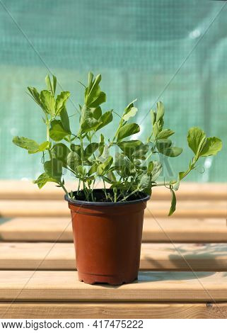 Collection Of Sweet Peas Seedlings  Close Up Ready To Be Potted On Growing In A Poly Tunnel On An Al