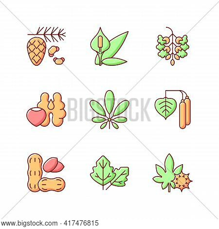 Allergens And Allergy Causes Rgb Color Icons Set. Cedar, Pine Tree Pollen. Peace Lily. Poplar Tree P