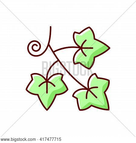 English Ivy Rgb Color Icon. Hedera Helix, Green Vine. Crawling Flowering Plant. Spring Foliage. Caus