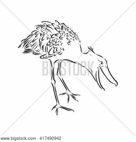 Hand Drawn Sketch Style Shoebill. Vector Illustration Isolated On White Background.