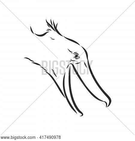Hand Drawn Sketch Style Shoebill. Vector Illustration Isolated On White Background.