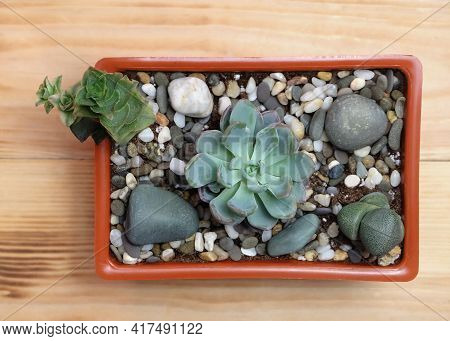 Composition Of Succulents In A Rectangular Bowl, Top View. Plants: Crassula Perforata, Echeveria And