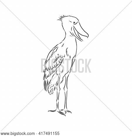 Hand Drawn Sketch Style Shoebill. Vector Illustration Isolated On White Background.