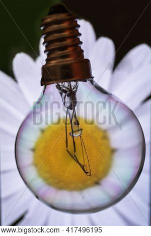 Close Up Image Of Light Bulb With White Flower Inside Against Soft Focus Background.