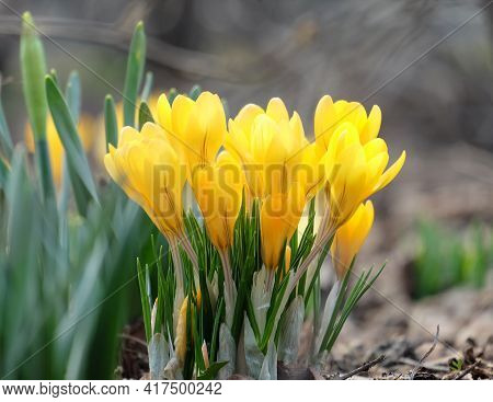 Blooming Yellow Gaffer (crócus Flávus) On A Flowerbed In A Park In Early Spring, Selective Focus, Ho