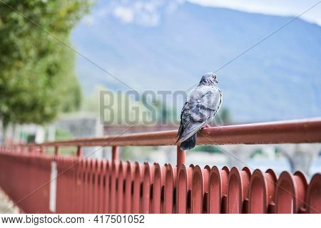 Rock Dove Or Feral Pigeon Sitting On Parapet On Mountain Lake Background, Documentary Wildlife