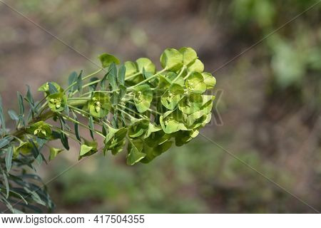 Wulfens Spurge - Latin Name - Euphorbia Characias Subsp. Wulfenii