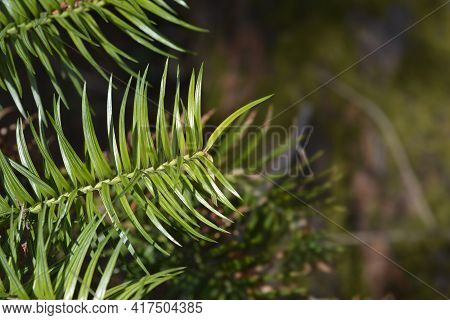 Chinese Fir Leaves - Latin Name - Cunninghamia Lanceolata