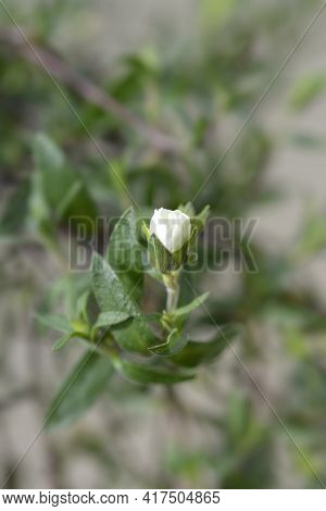 Mountain Sandwort - Latin Name - Arenaria Montana