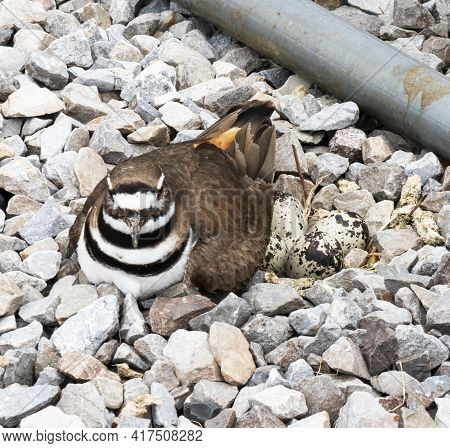 A Female Killdeer Plover Bird Nesting In A Bed Of Rocks With Her Eggs In View.