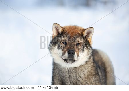 Portrait Of An Shikoku Puppy In Winter. Shikoku Ken Puppy. Kochi-ken Dog