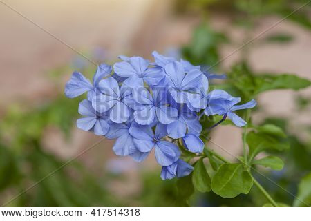 Beautiful Blue Cape Leadwort Or White Plumbago With Sunlight In The Garden  On Blur Nature Backgroun