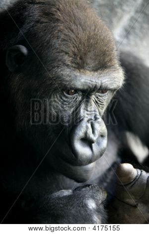 Gorilla-Ape close up portrait
