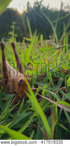 The Latin Name Is Valanga Nigricornis, It Is An Insect That Is A Pest In Agriculture. The Population
