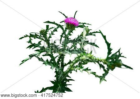 Growing Onopordum Bush Close-up Isolated On White Background. Raster Clipart Of Thorny Cottonthistle