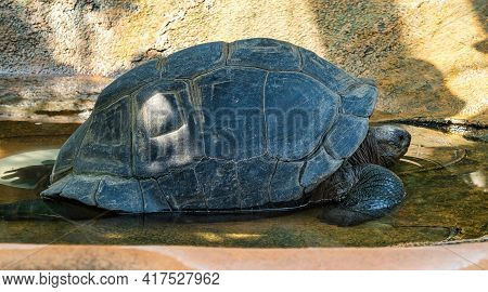 Aldabra Giant Tortoise, Curieuse Marine National Park, Curieuse Island, Seychelles