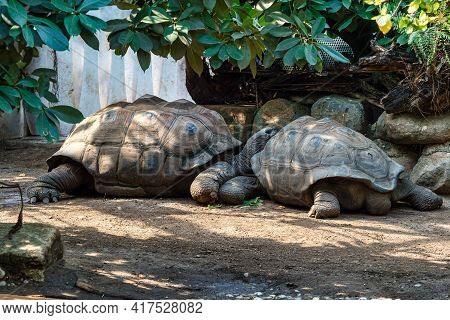 Aldabra Giant Tortoise, Curieuse Marine National Park, Curieuse Island, Seychelles