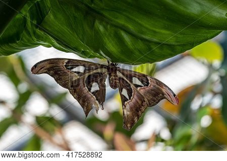 Atlas Moth, Attacus Atlas, These Are The Largest Moths In The World With A Wingspan From 10-12 Inche
