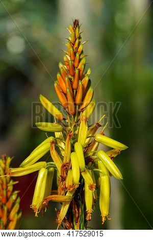 Closeup Of Aloe Cryptopoda, Also Known As Yellow Aloe And Aloe Cryptopoda Baker. It Is A Species Of 