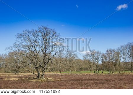Bold Tree In The Landscape Of Drenthe Near Orvelte, Netherlands