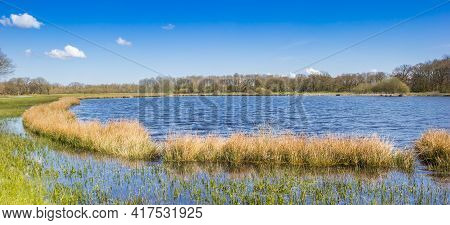 Panorama Of Reed Growing In A Small Lake In Drenthe Near Orvelte, Netherlands