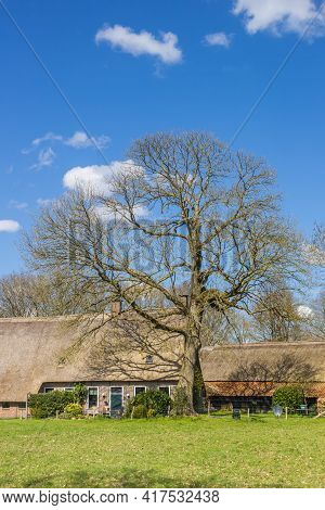 Old Tree In Front Of A Historic Farmhouse In Orvelte, Netherlands