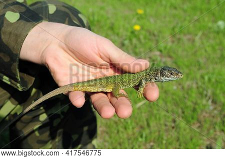 Male Hand Catch Lizard. European Green Lizard Lacerta Viridis With Long Tail In Human Fingers. Littl
