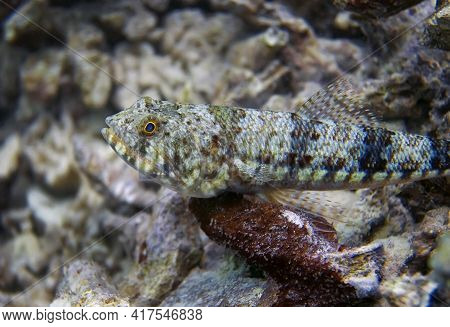 The Lizardfish Lies On Top Of The Corall, Almost Blending In With Its Surroundings. A Long, Narrow B