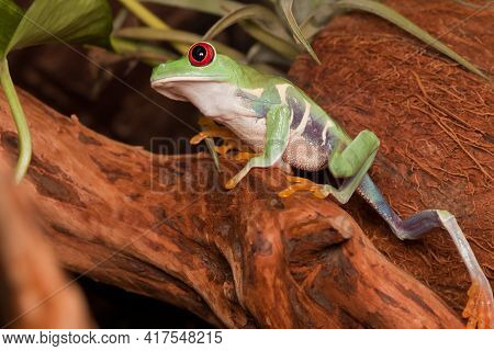 Red-eyed Tree Frog Bravely Climbs Up On The Branch