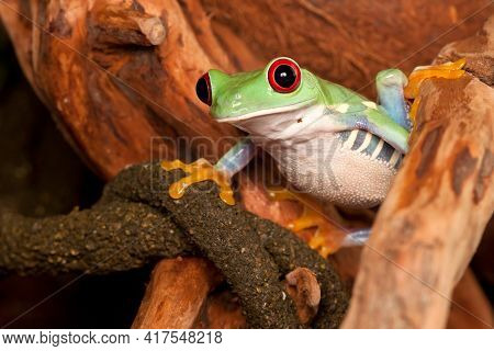 Curious Red Eyed Tree Frog Spying Environment