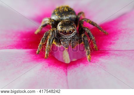 Jumping Spider Sticked With Yellow Pollen Standing In The Center Of A Pink Flower