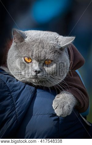 British Shorthair Cat And And Its Nice Brown Jumper Hood