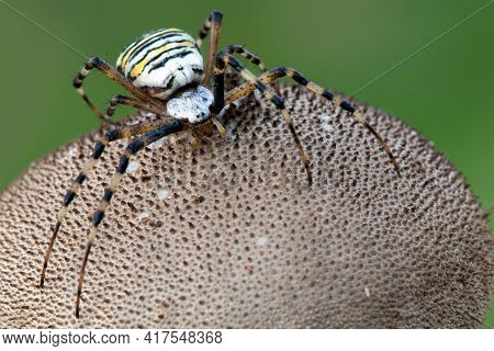 Wasp Spider On The Puffball Mushroom In The Green Background